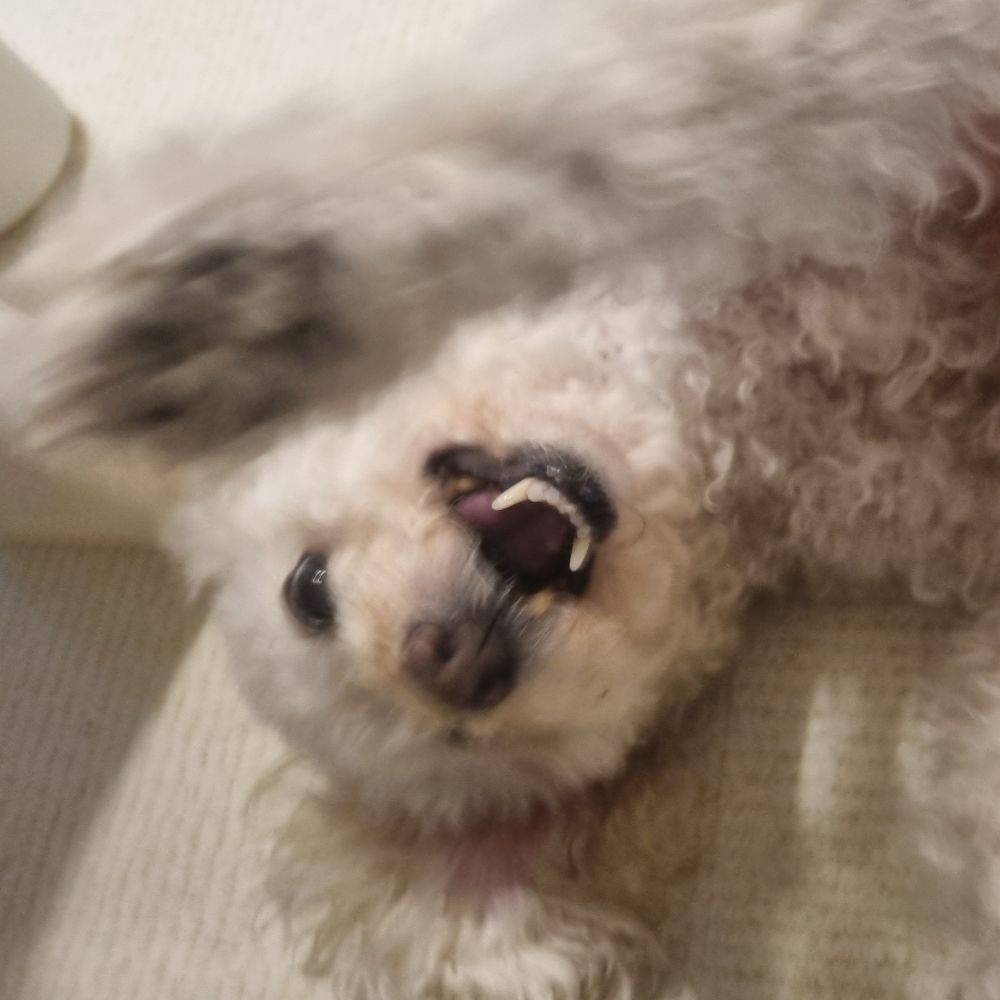 최믹하