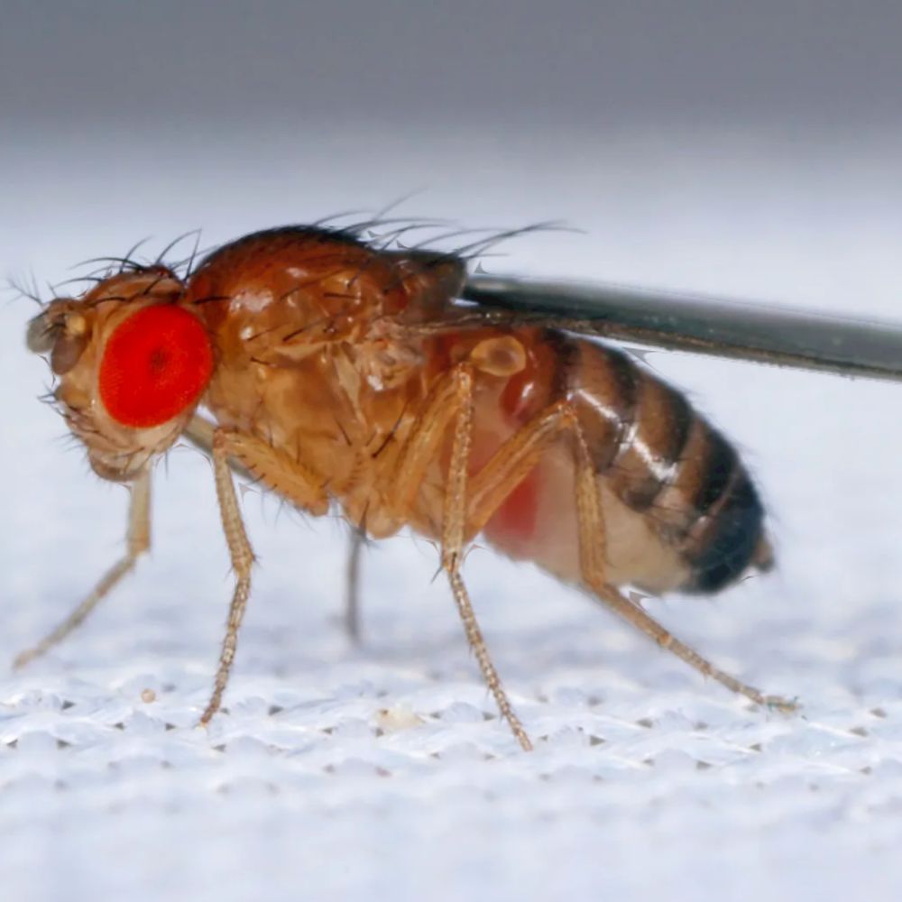 Antara
