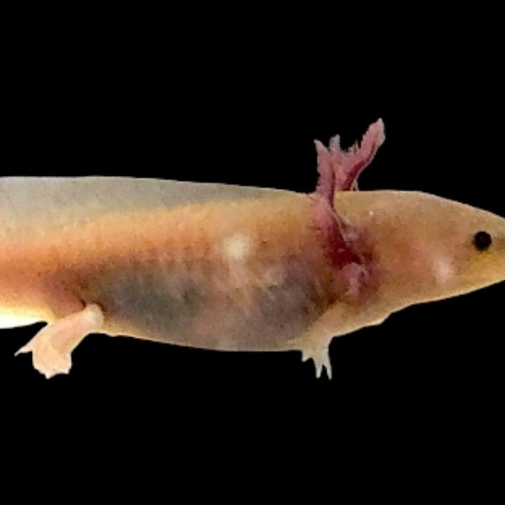 KC Axolotls