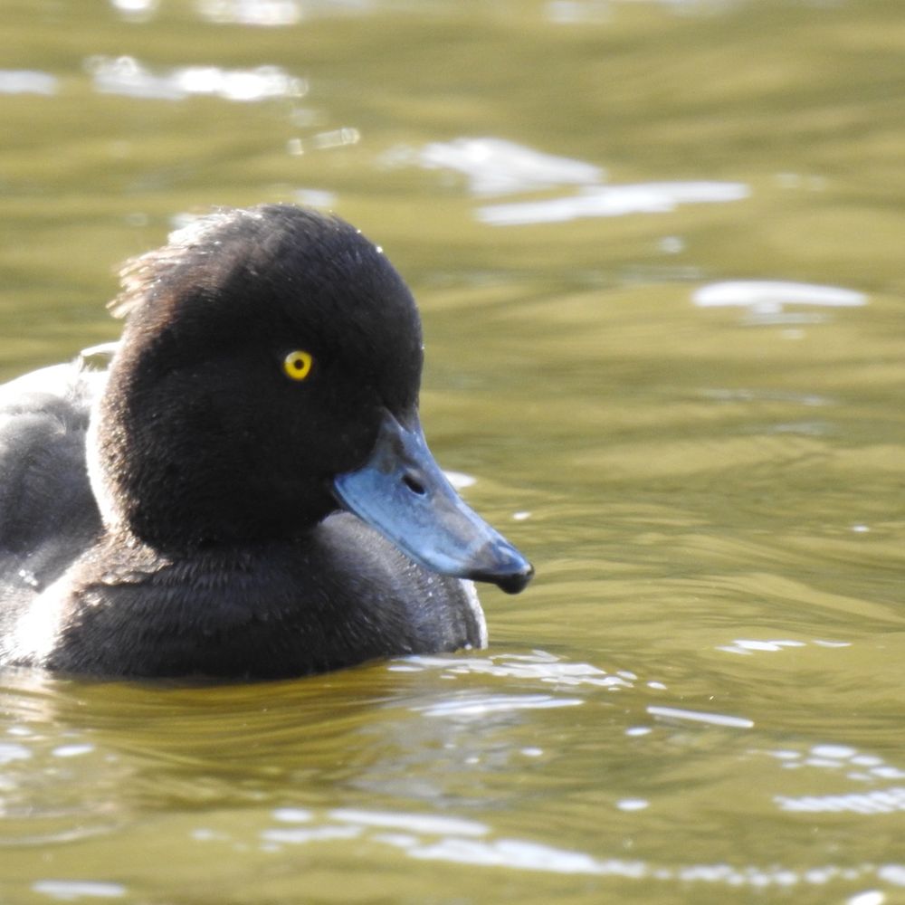 Nat Duck