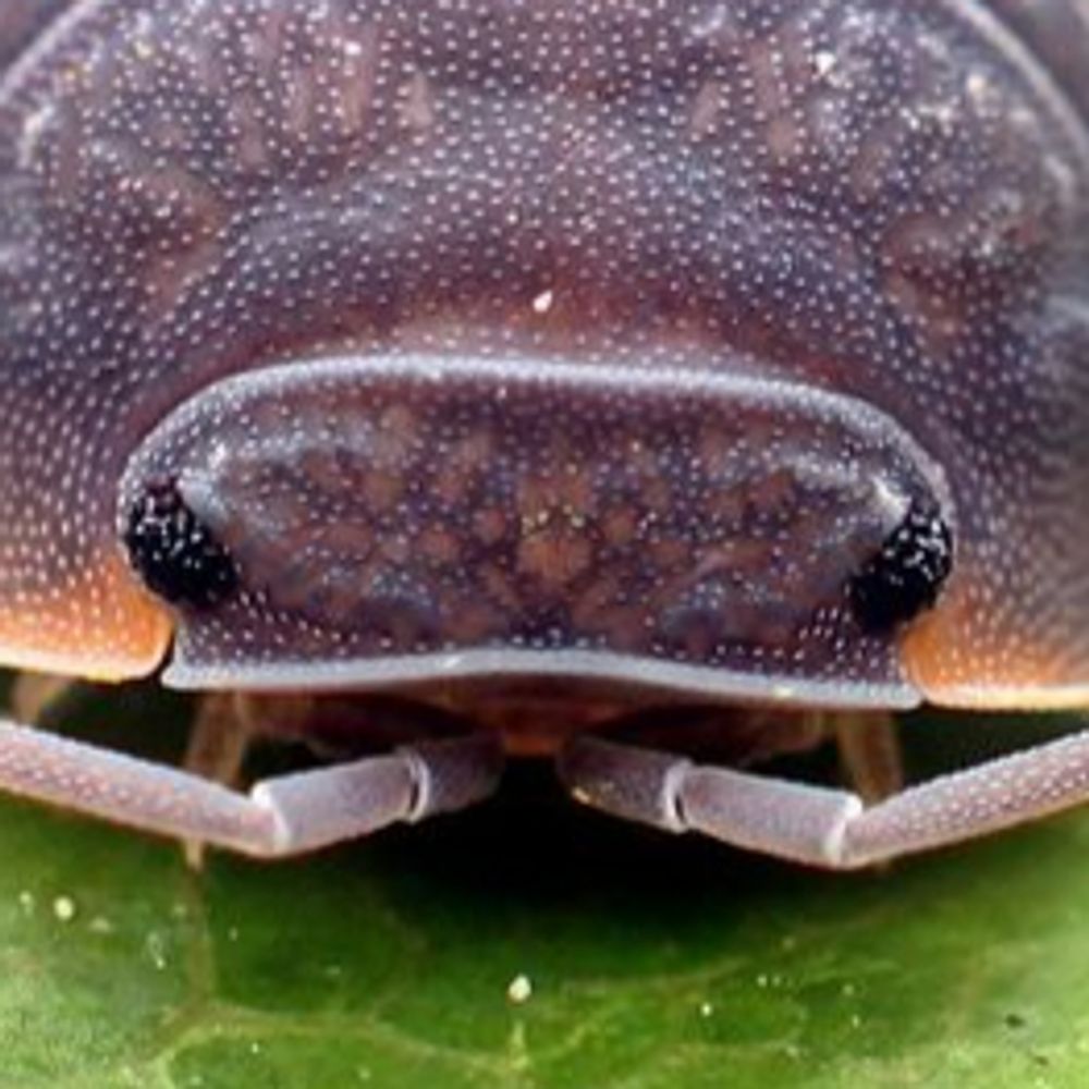 Ele
