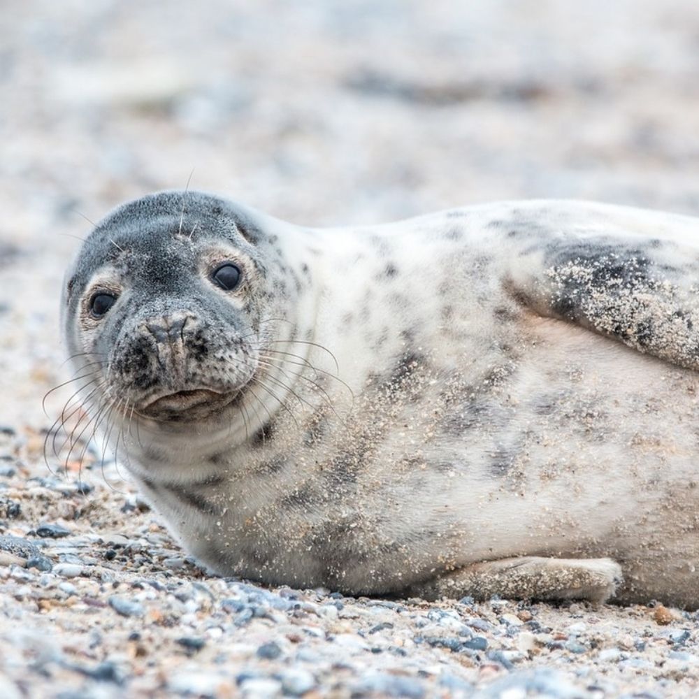 Seal