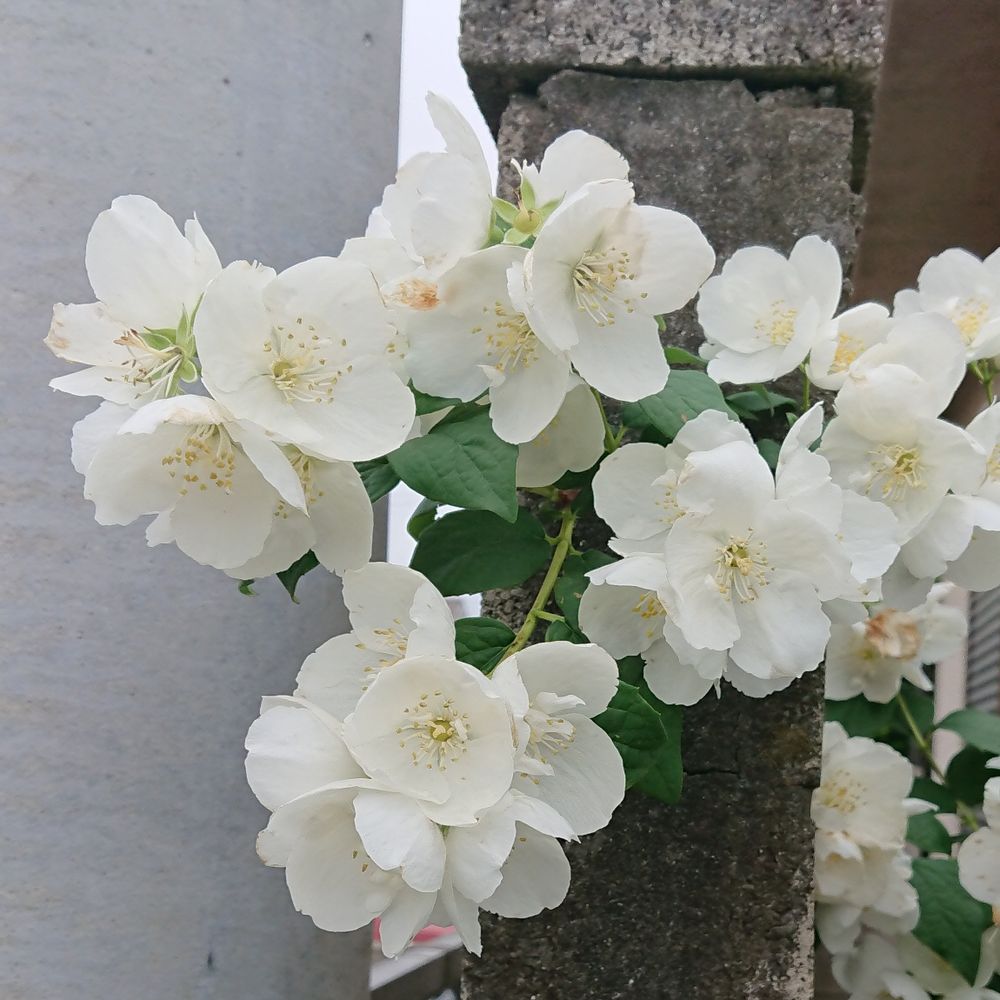 幽鬼