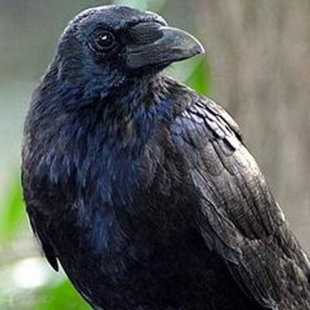ravenval