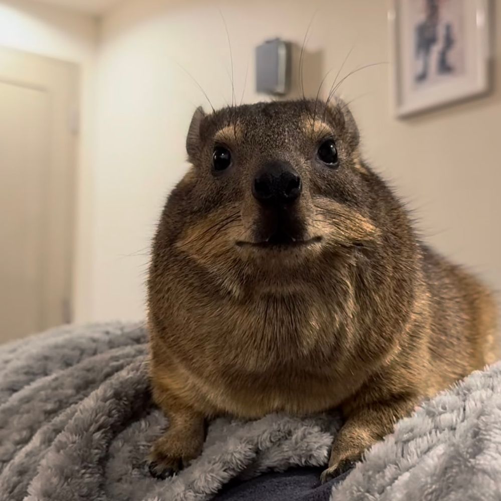 Pedro