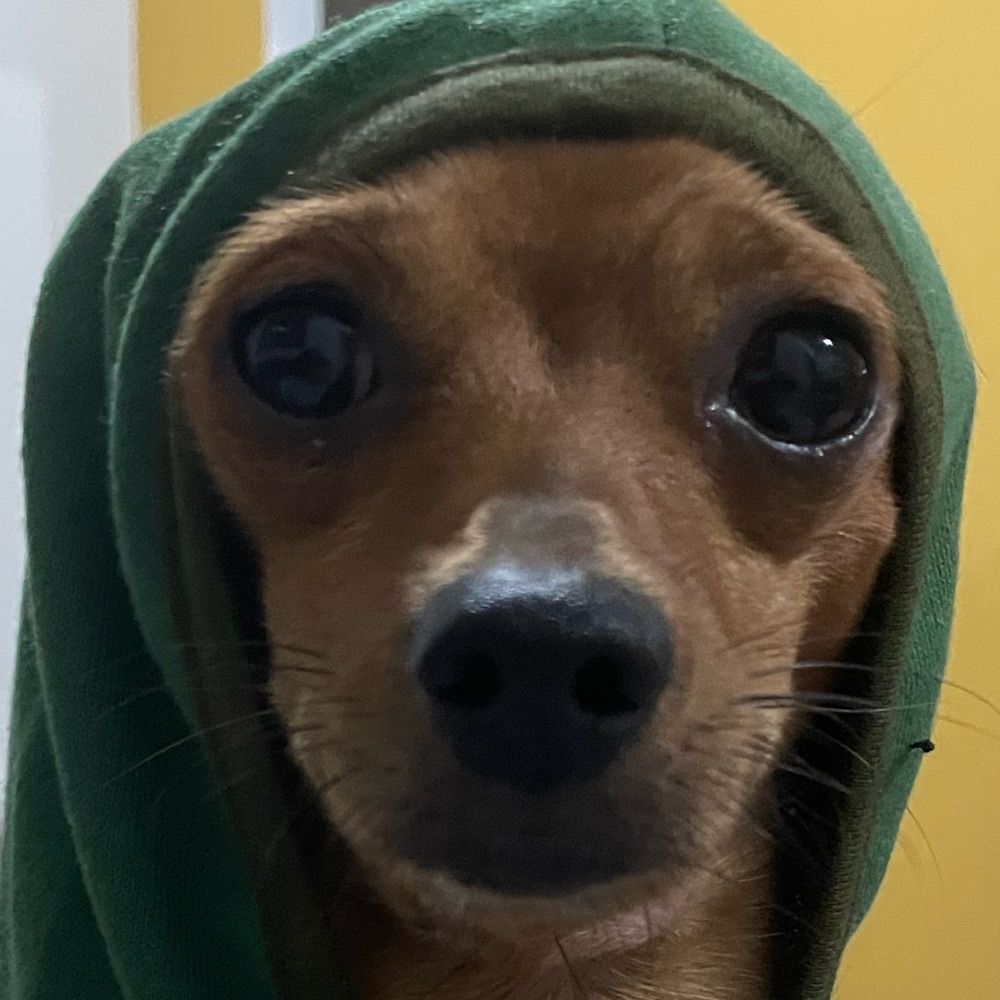 Pinscher procuradora