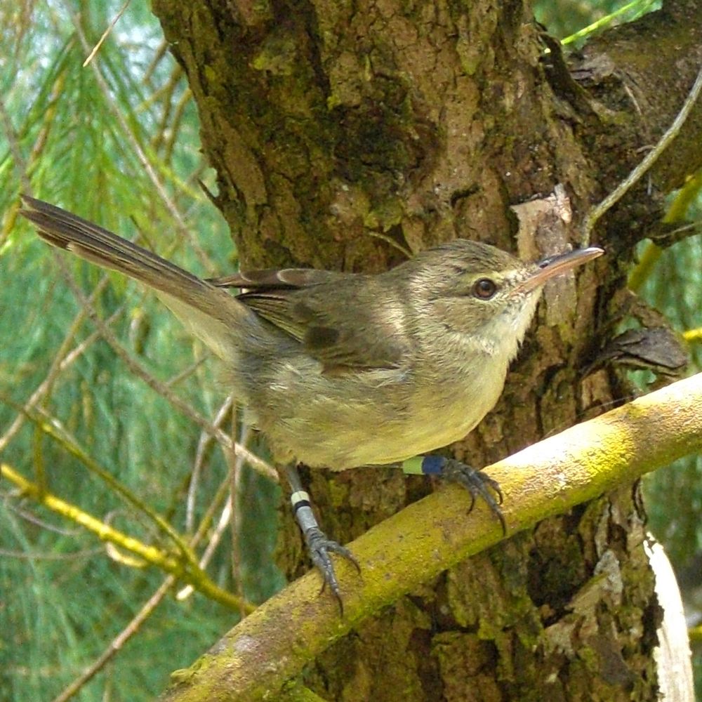 Seychelles warbler project