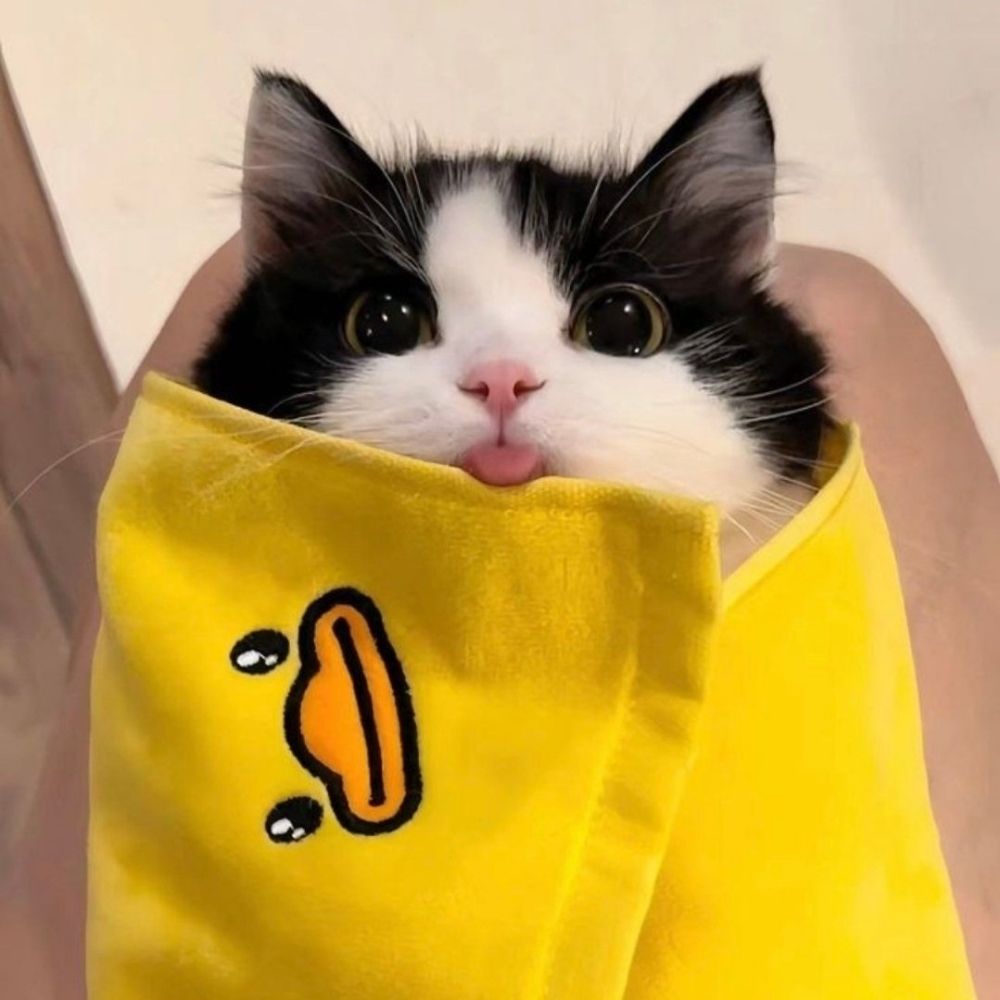 Esquizogata⃤