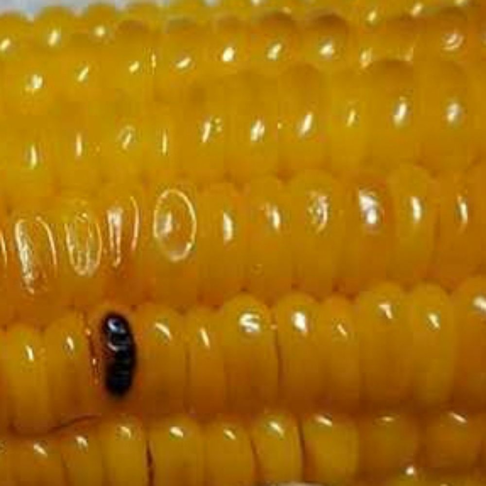 CoreCorn🌽
