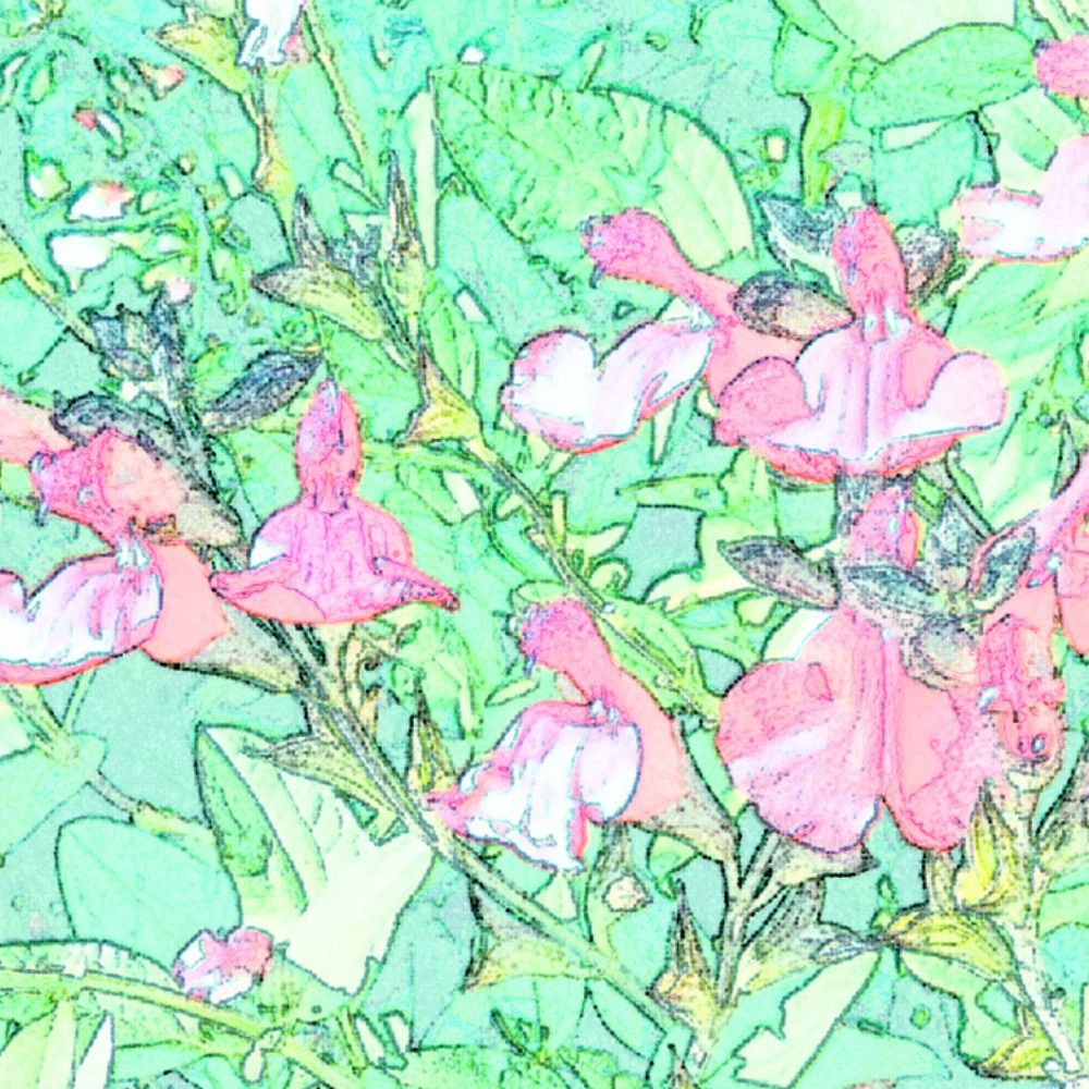 月麦