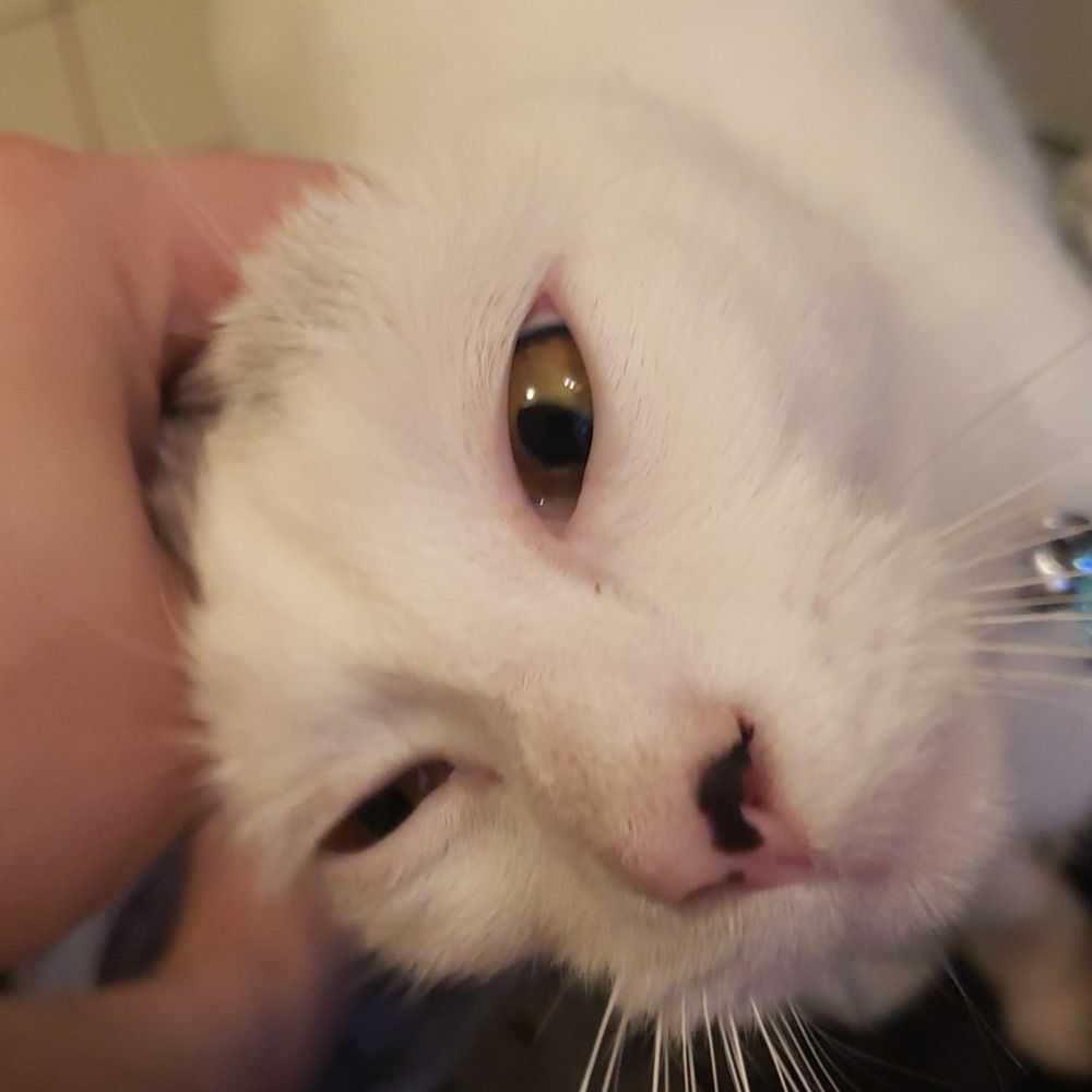 PryoPaws