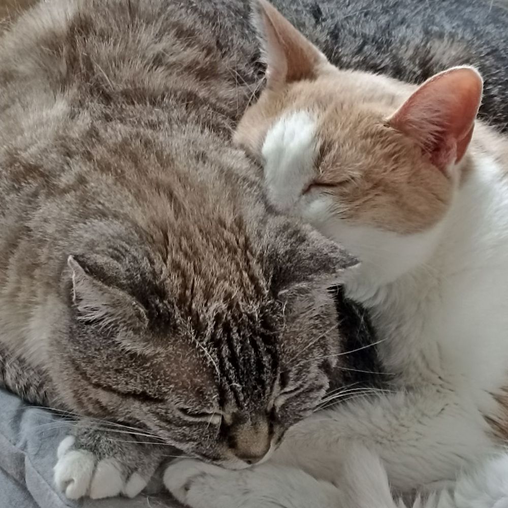Cléa et Nougatine 