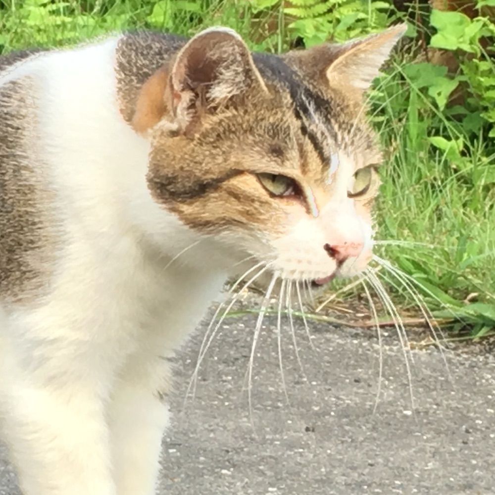 ハムチーズサンド