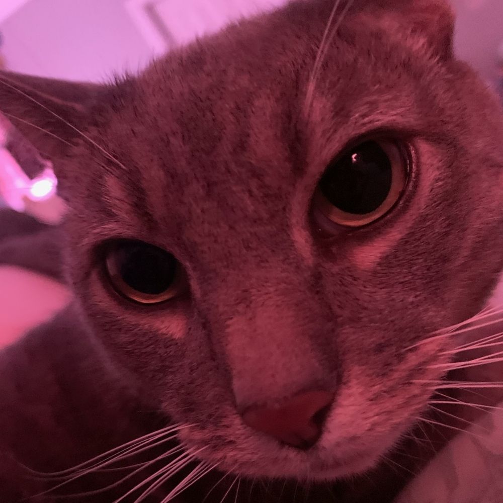 ✨️