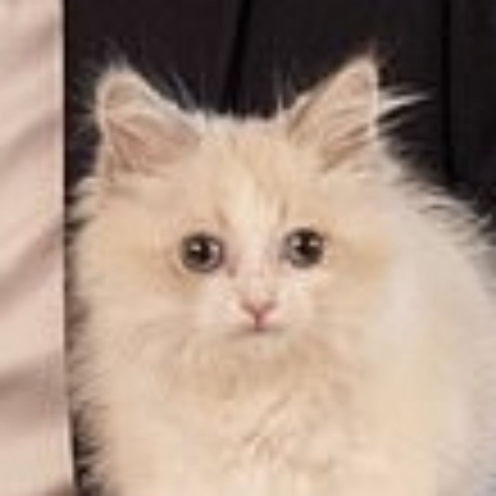 Prince The Cat