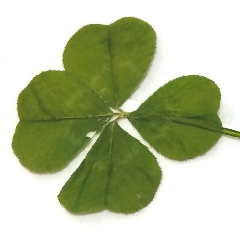 🍀