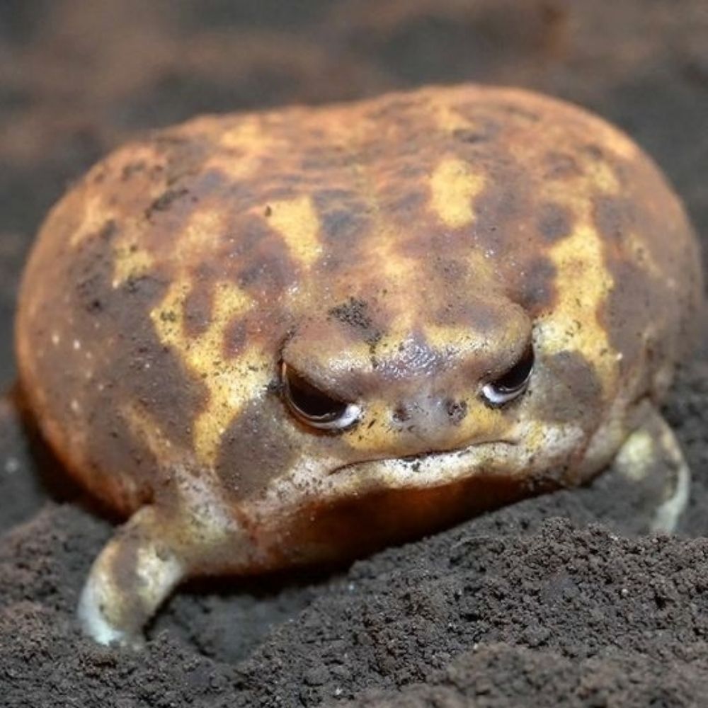 NaiNai