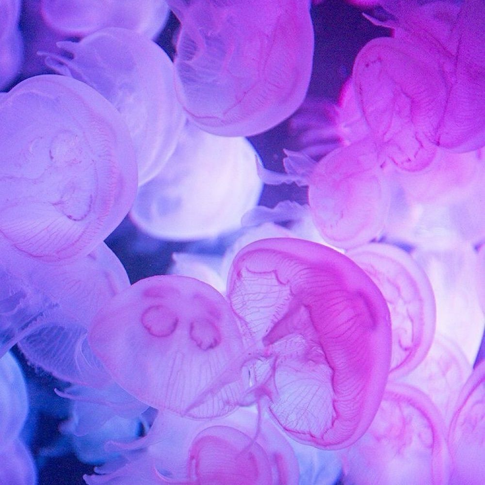 🔮TiredPeach🔮