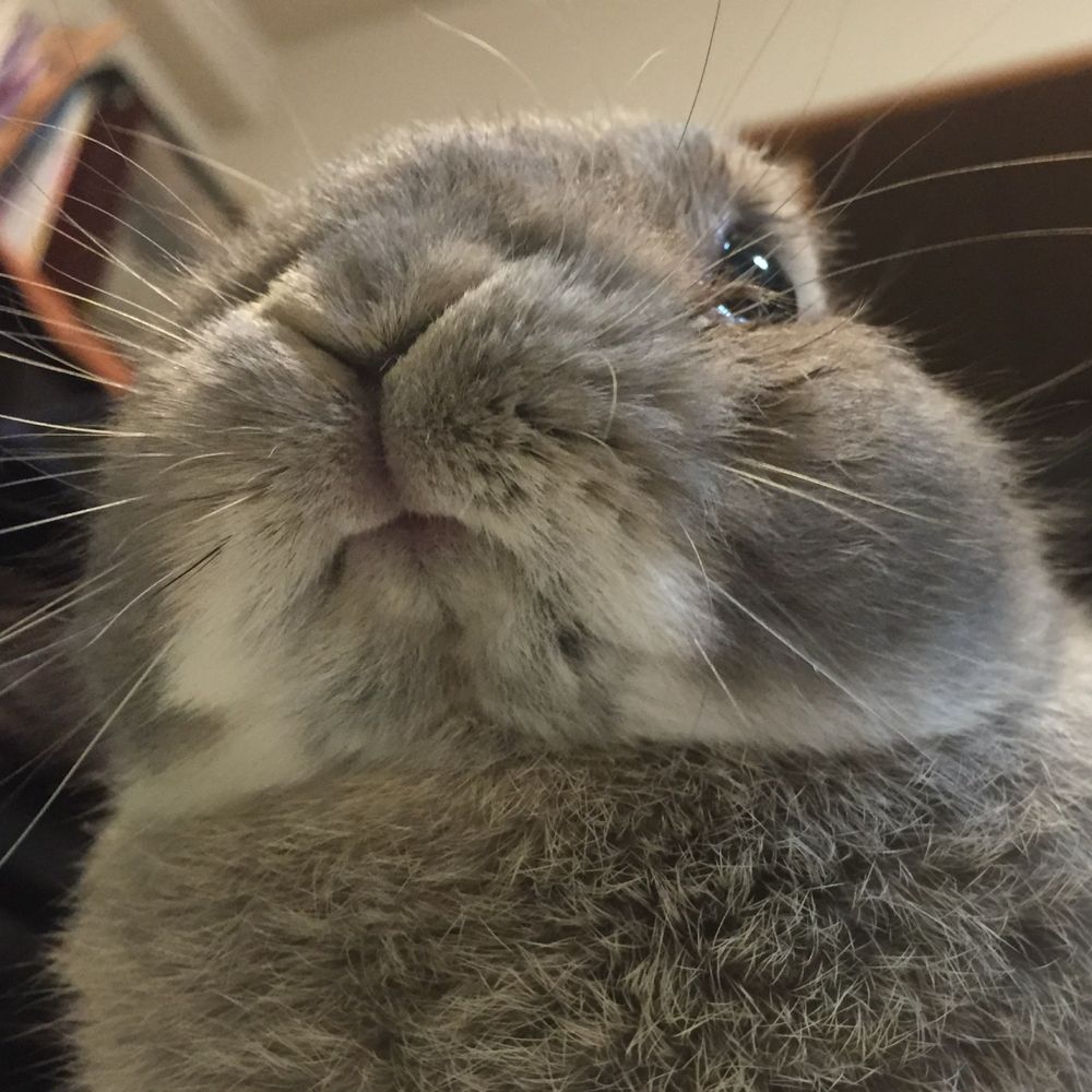 あおい