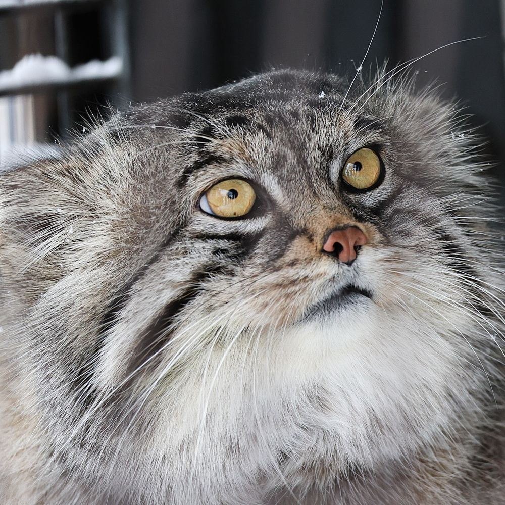 主に猫