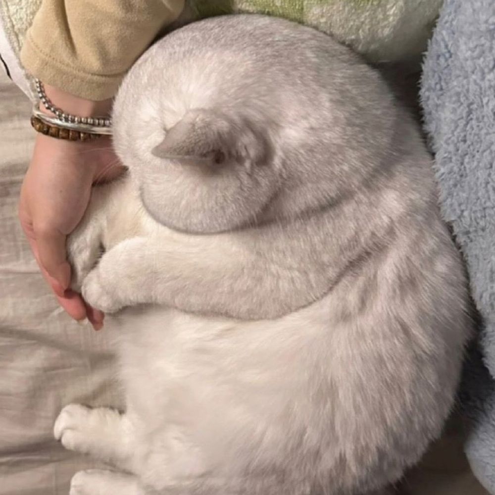 Ren猫