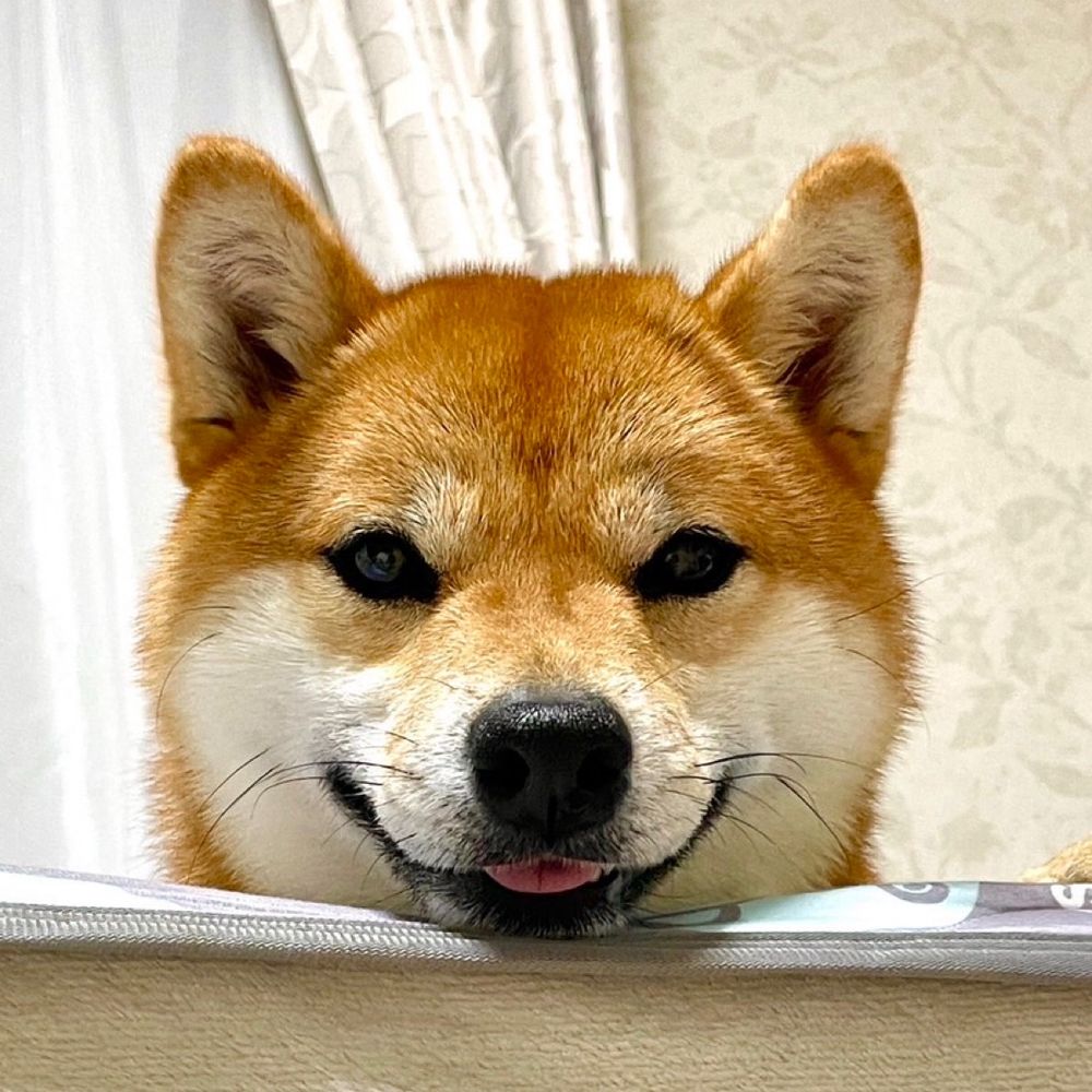 もちこ