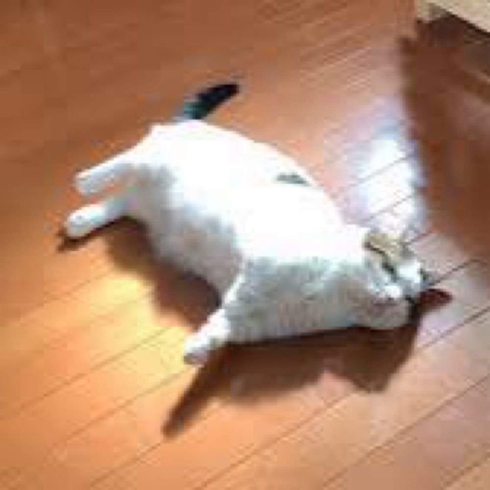🐱ごろちゃん🐱