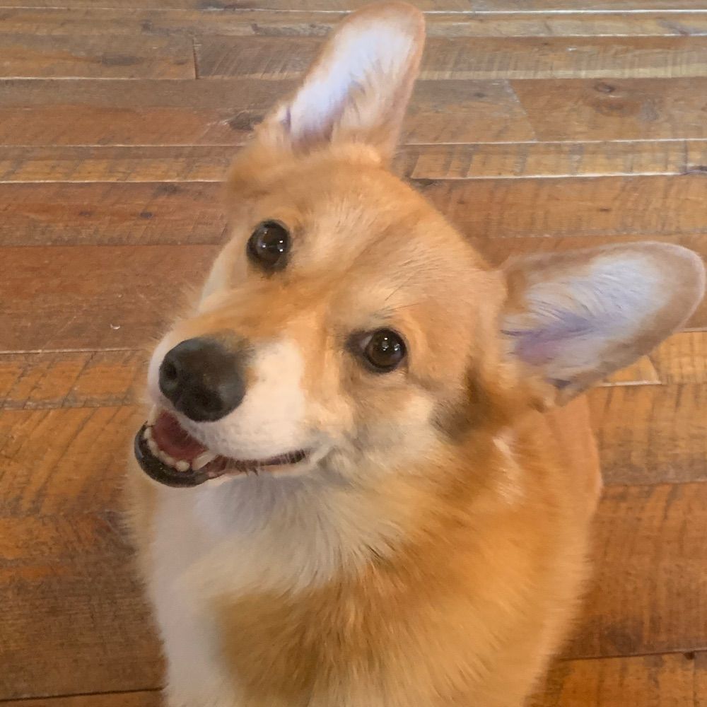 CamanoCorgi
