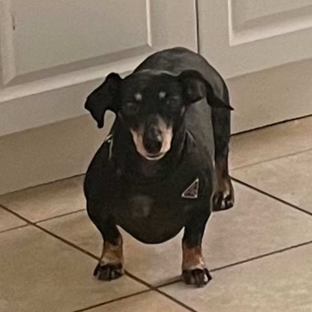 puppy small