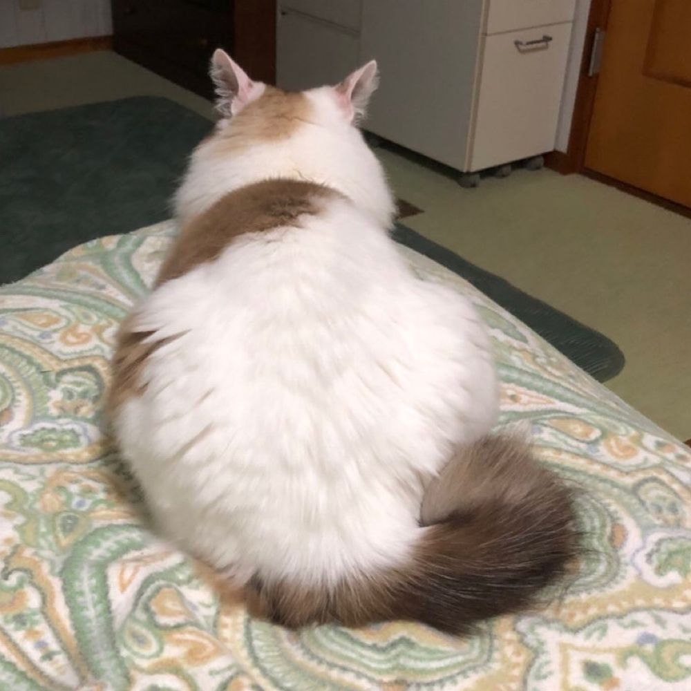 スミオ