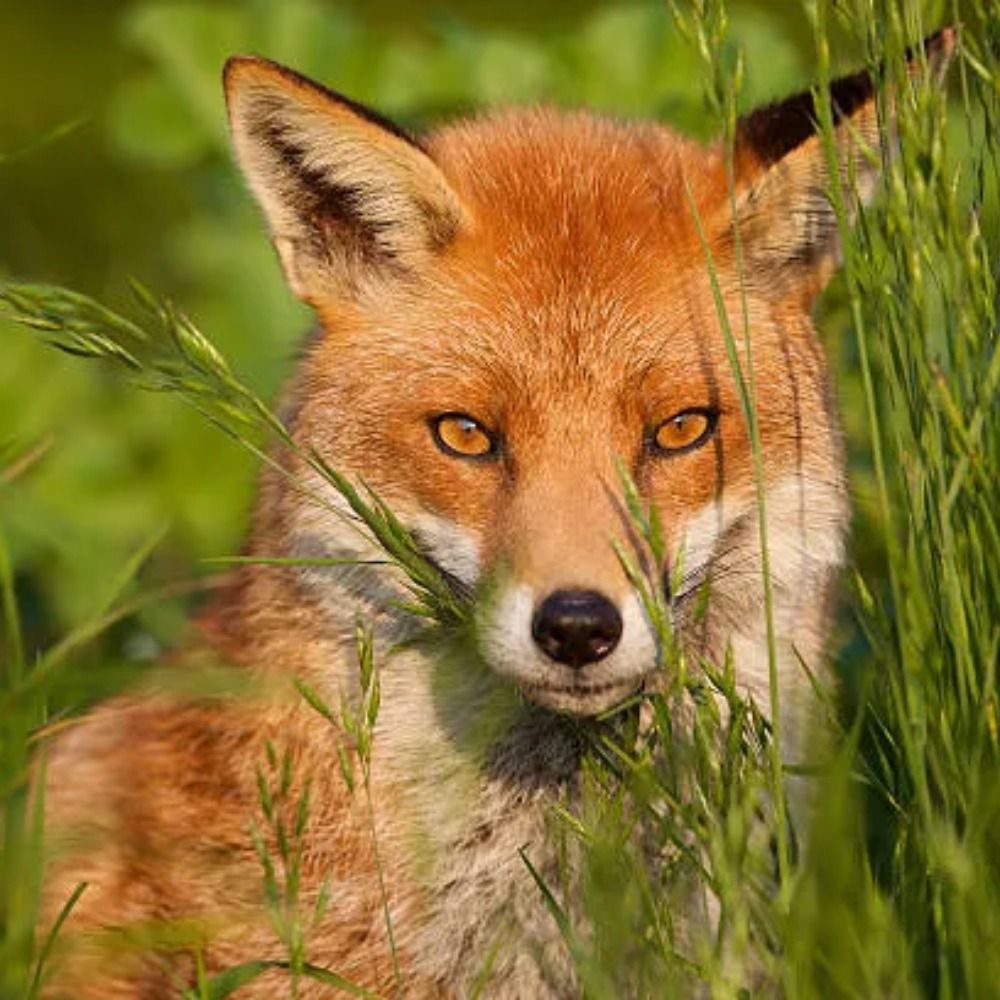 Foxxy boio
