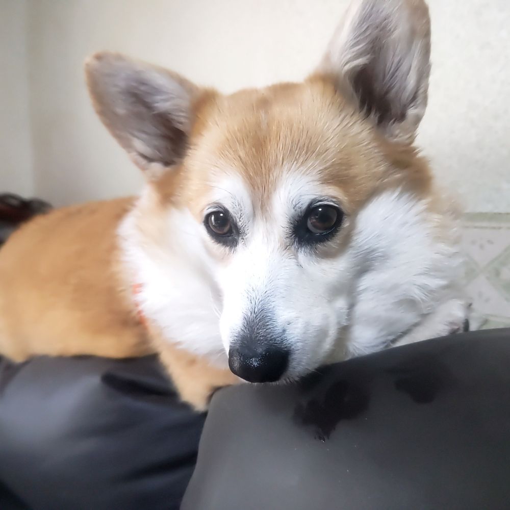 シュットイッテドンツキー🍄