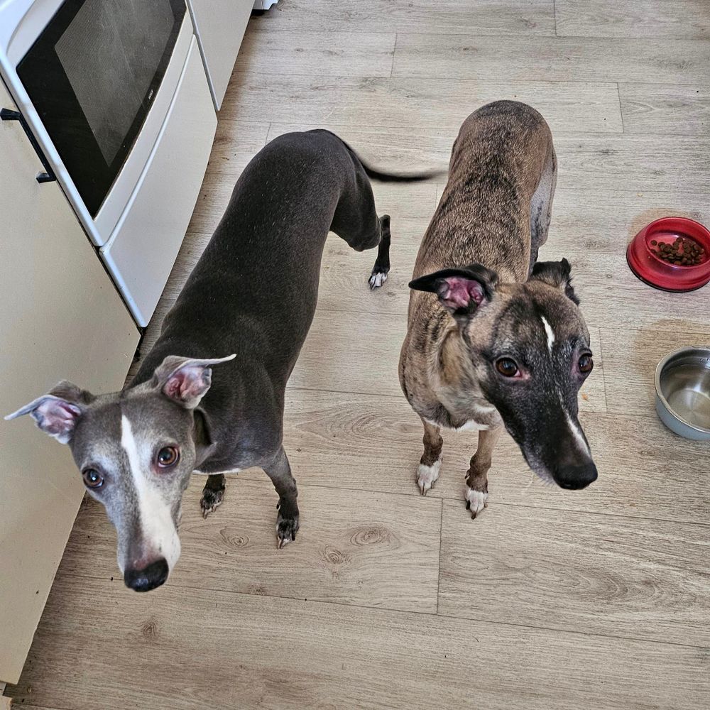 Whippet Bros