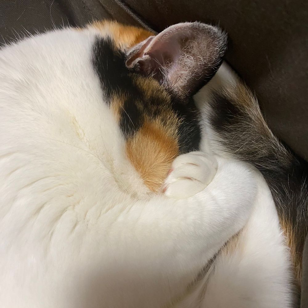 三毛猫