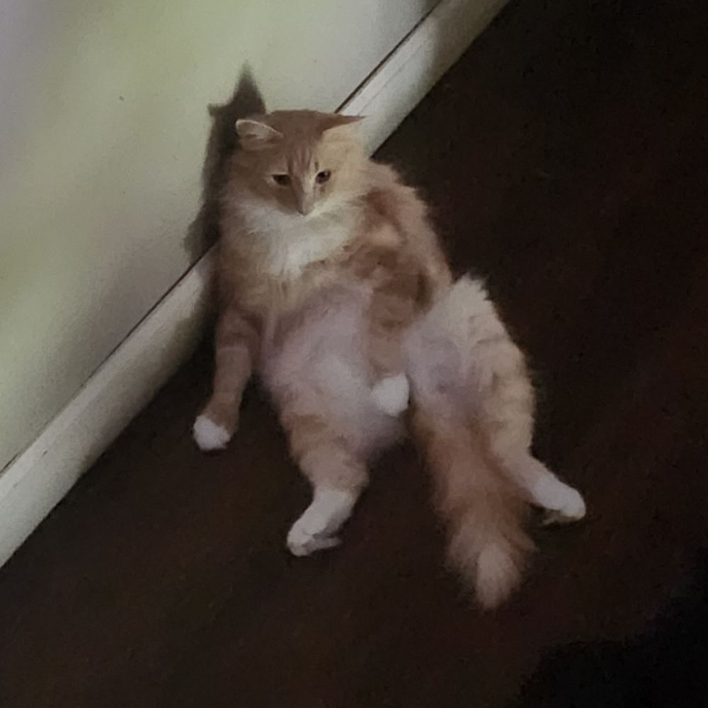 sock