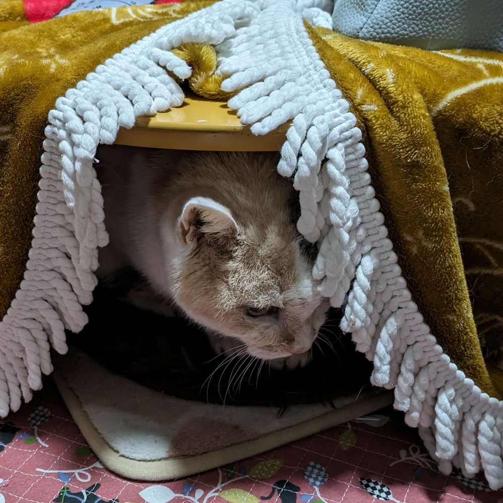 らっぷ🌻