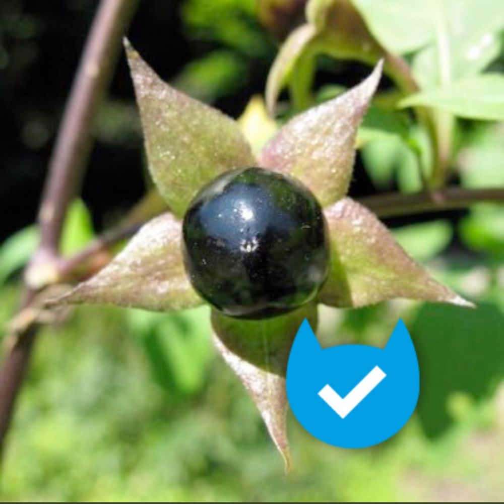 Atropa Belladonna 's avatar