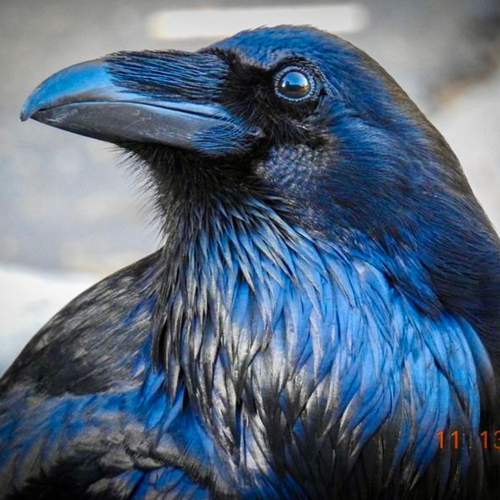 ravenmagic.bsky.social profile picture