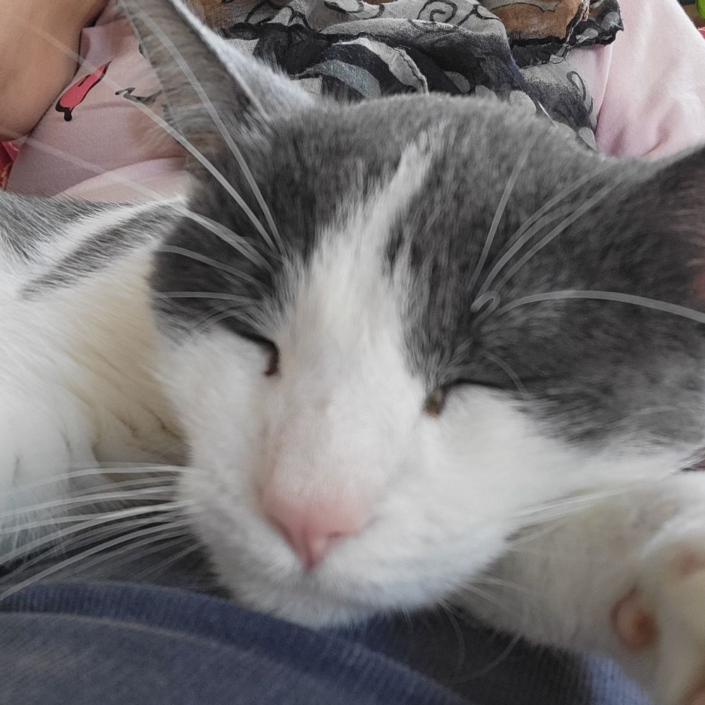 Katze Mira