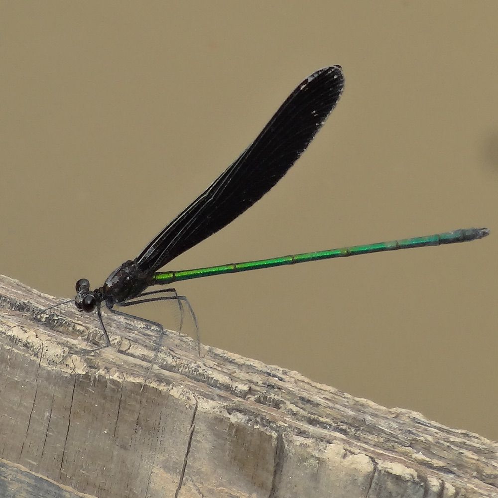 黑暗色蟌Atrocalopteryx atrata