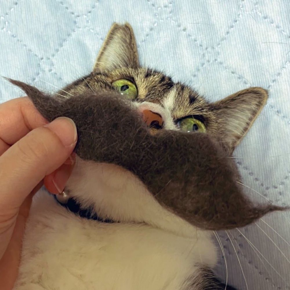 みなわ