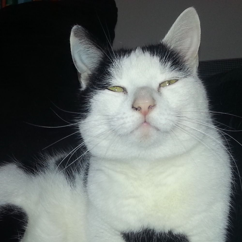 BasCatSven
