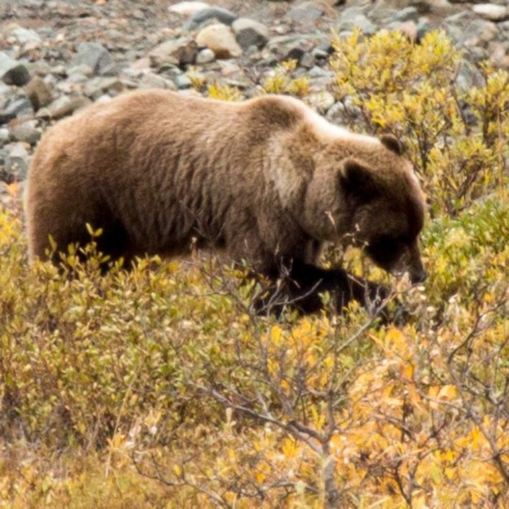 BigBear Chaser