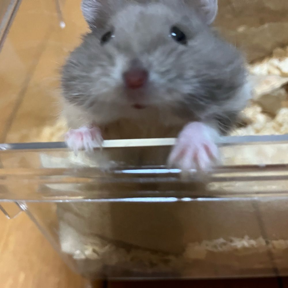 ネズミ