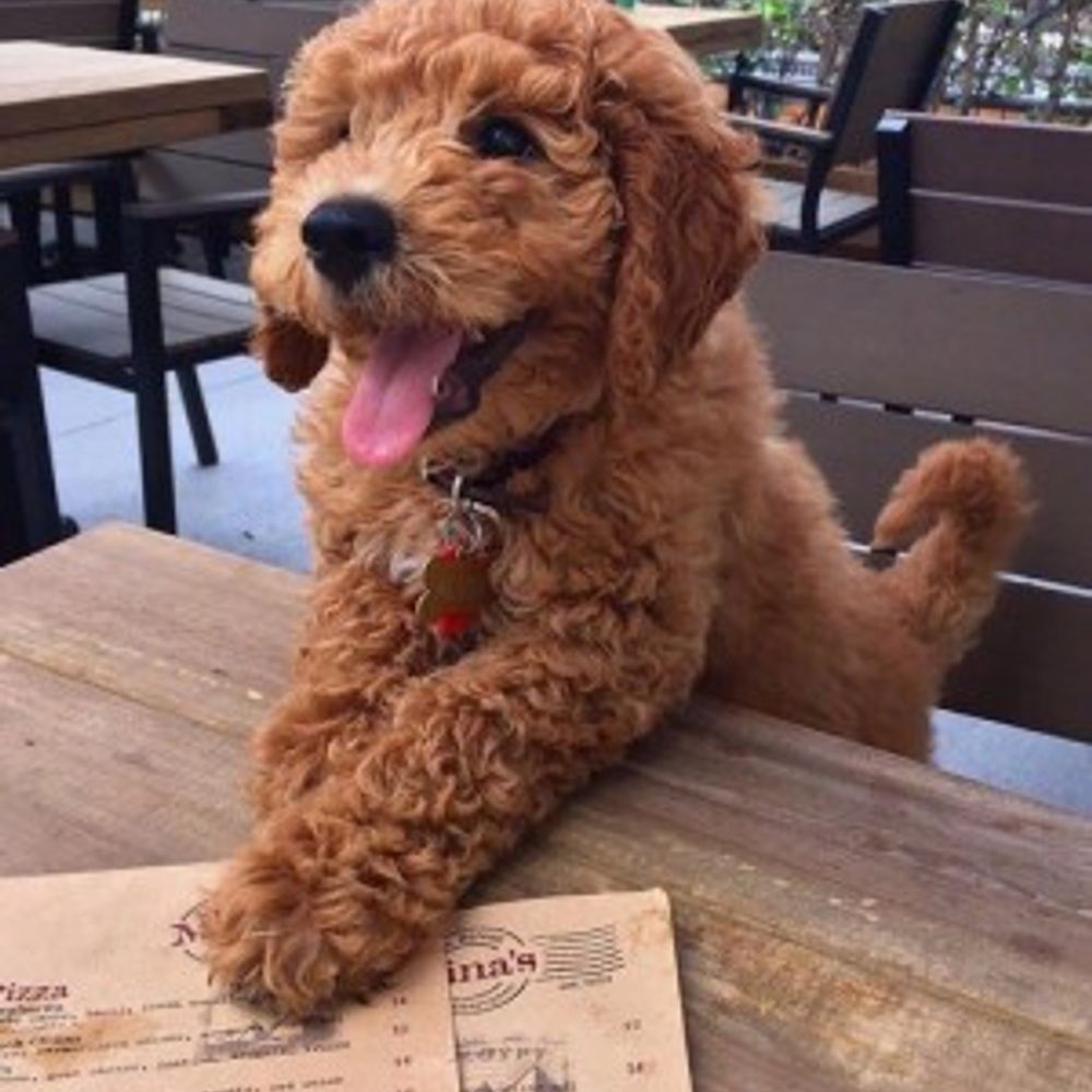 🐩 Poodle - Miniature