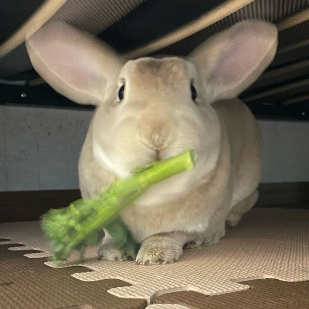 민