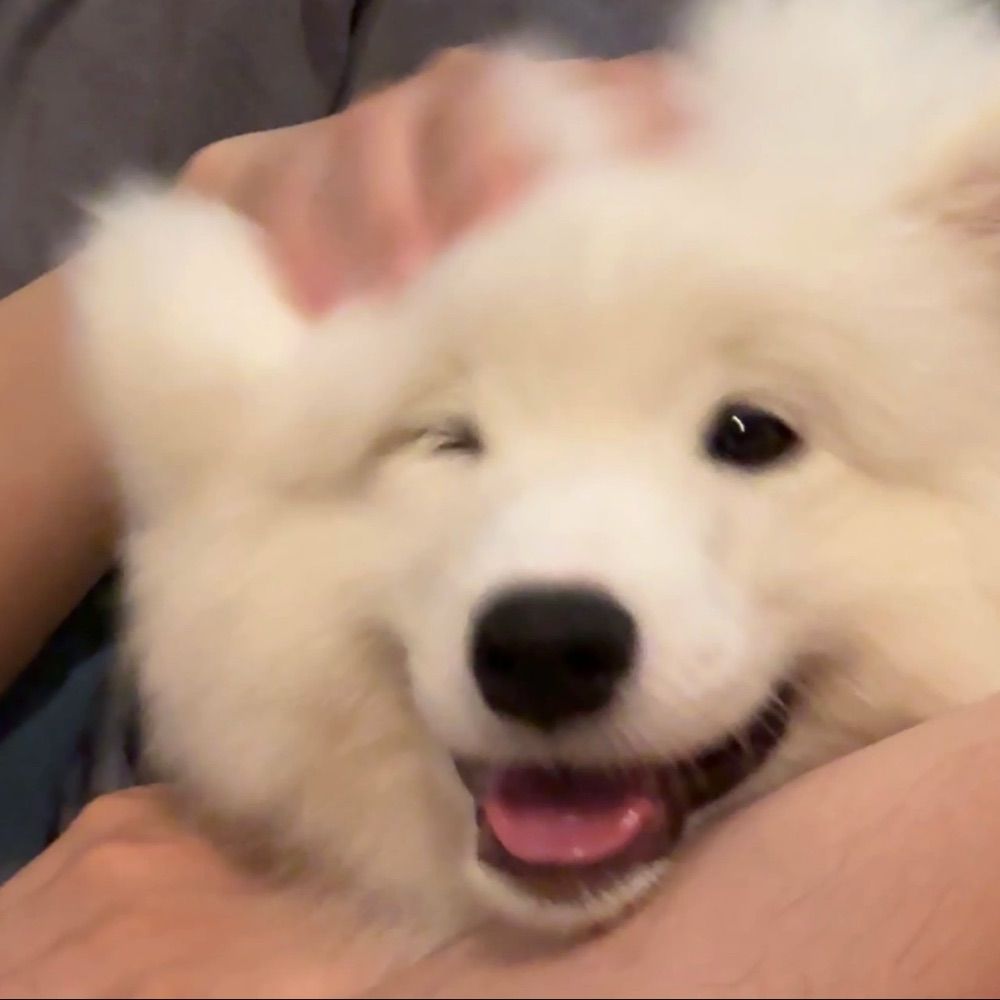 波莉莉
