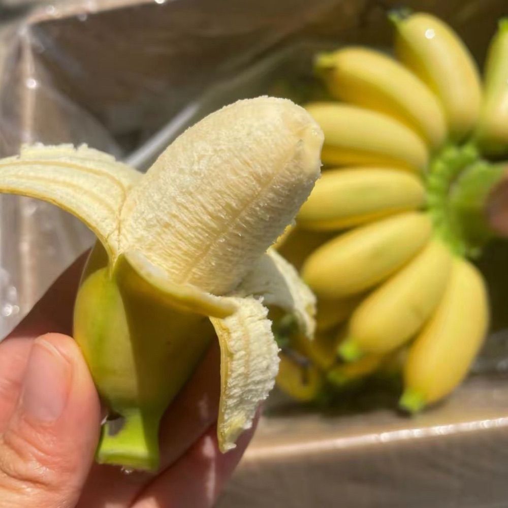 电子娇妻