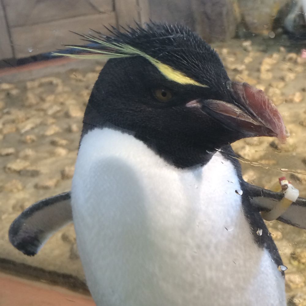 さんだー🐧