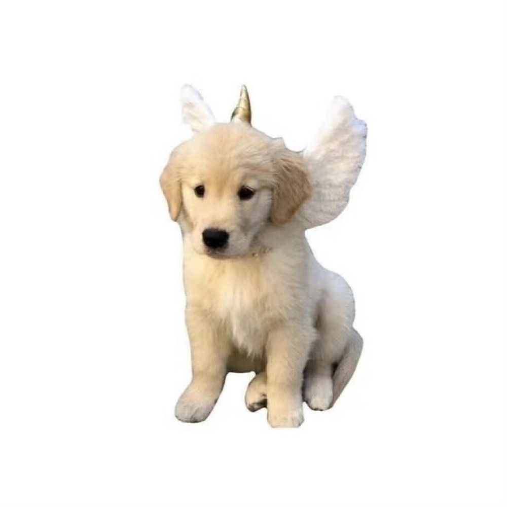 Zoloki